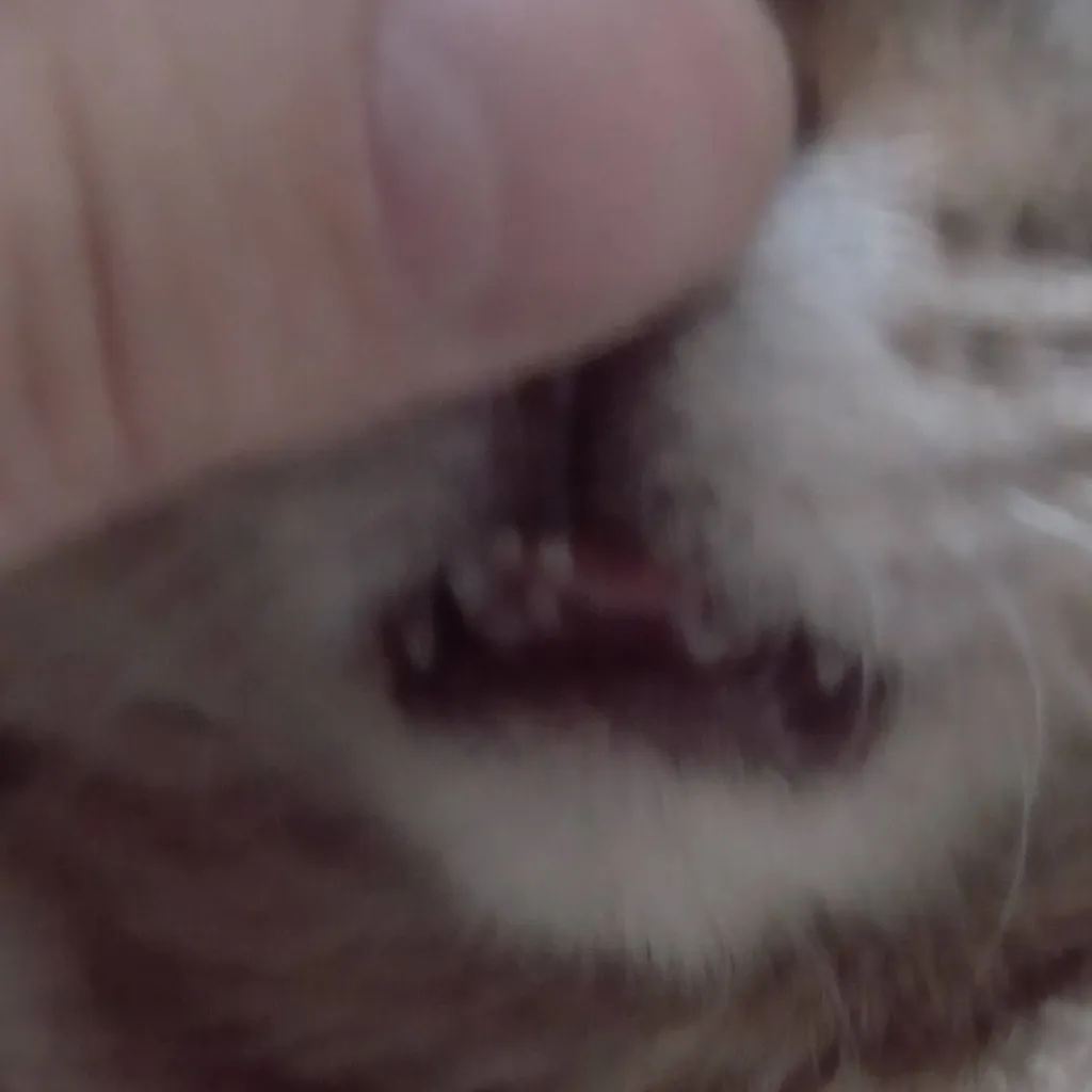 chat with ai character: EVILKITTYGOTSTRONG