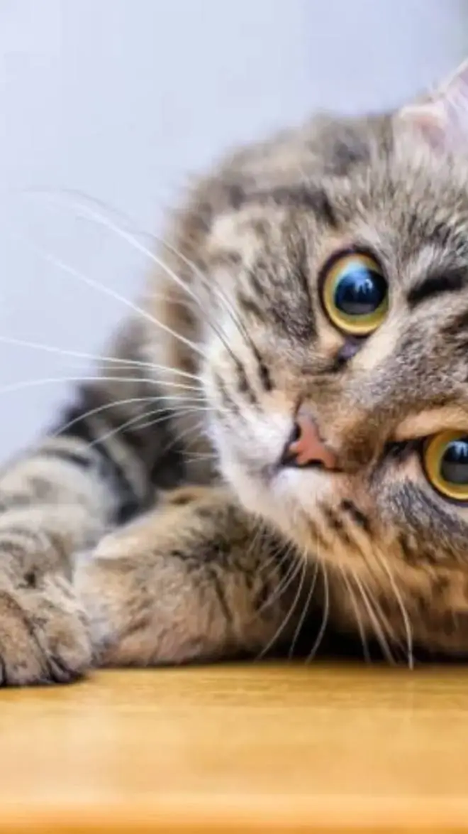 ai character: boy cat background