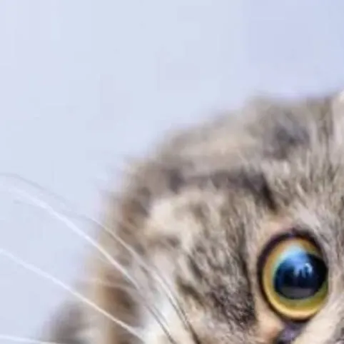 chat with ai character: boy cat