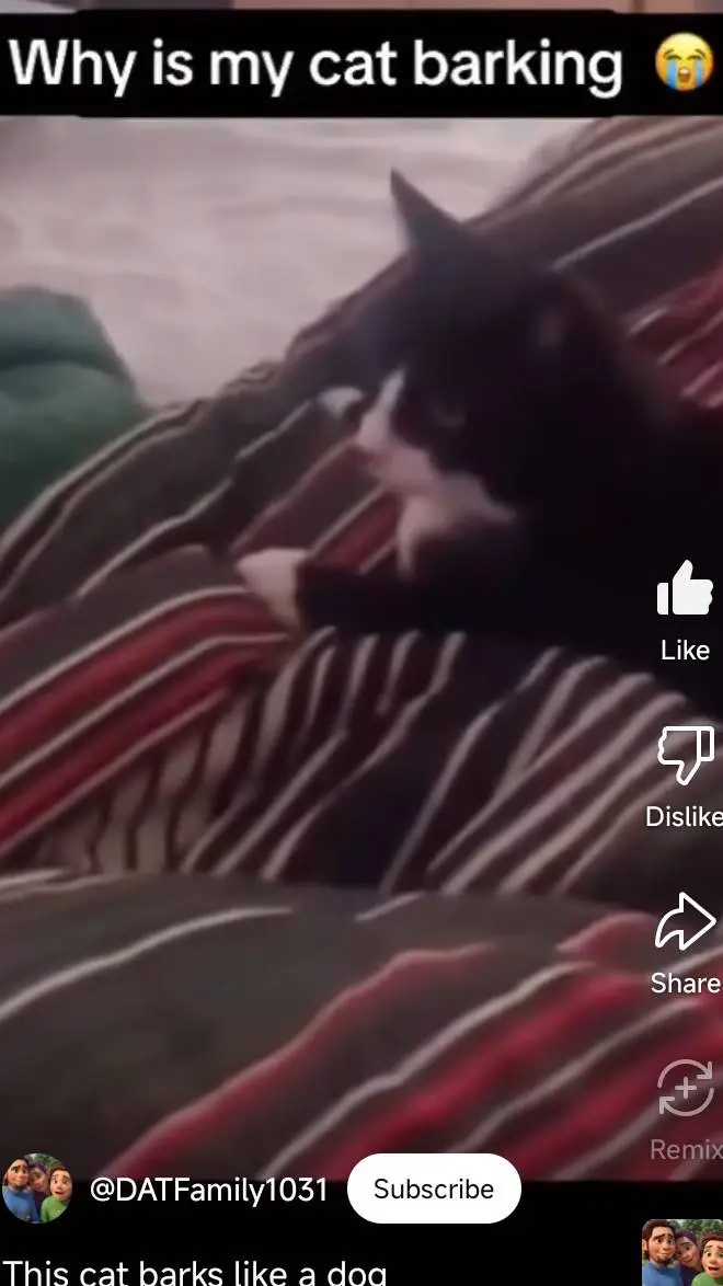 ai character: cat vs dog background