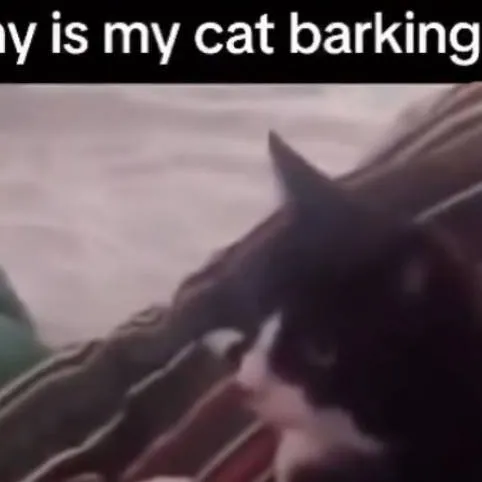 chat with ai character: cat vs dog