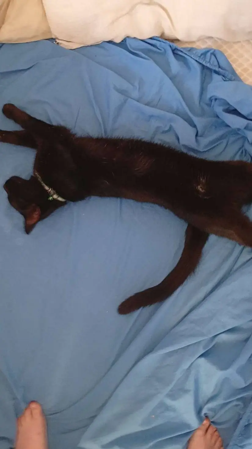 ai character: fuzzy sleeping  background