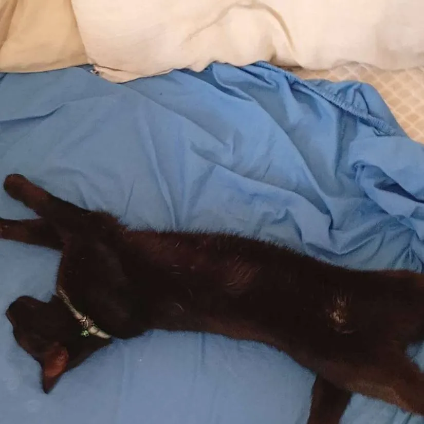 chat with ai character: fuzzy sleeping 