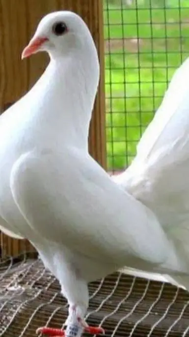 ai character: cleo background