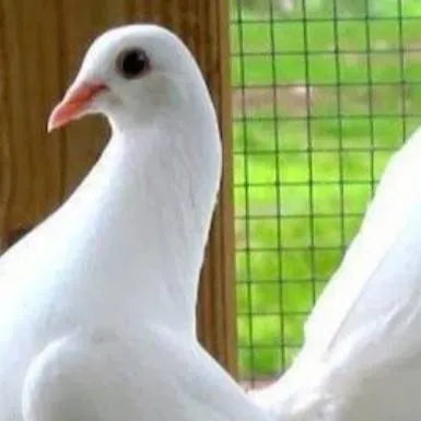 chat with ai character: cleo