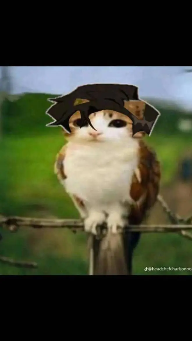 ai character: cat owl electric background