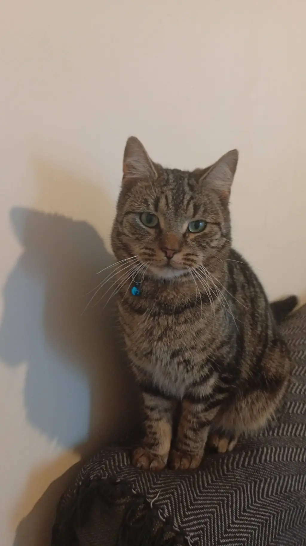 ai character: scar background