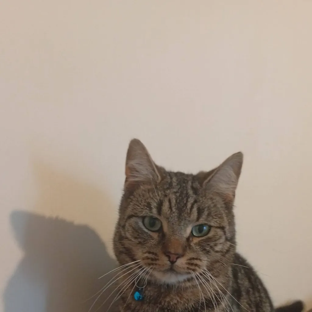 chat with ai character: scar exe