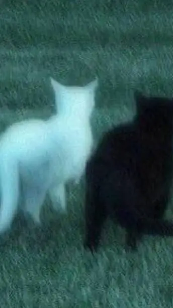 ai character: white and black ca background