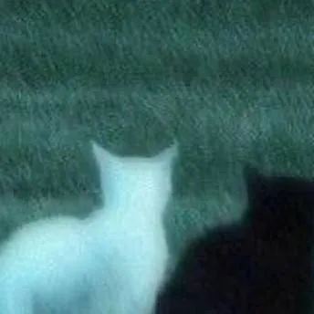 chat with ai character: white and black ca