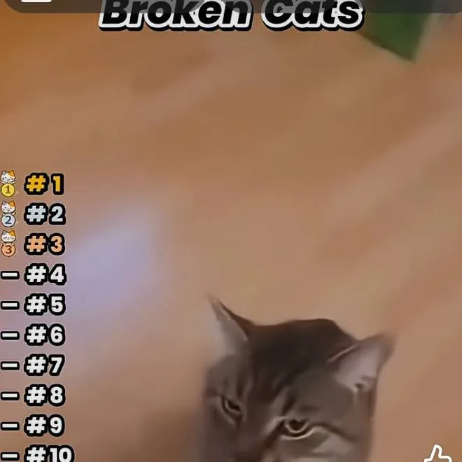 chat with ai character: propeller cat