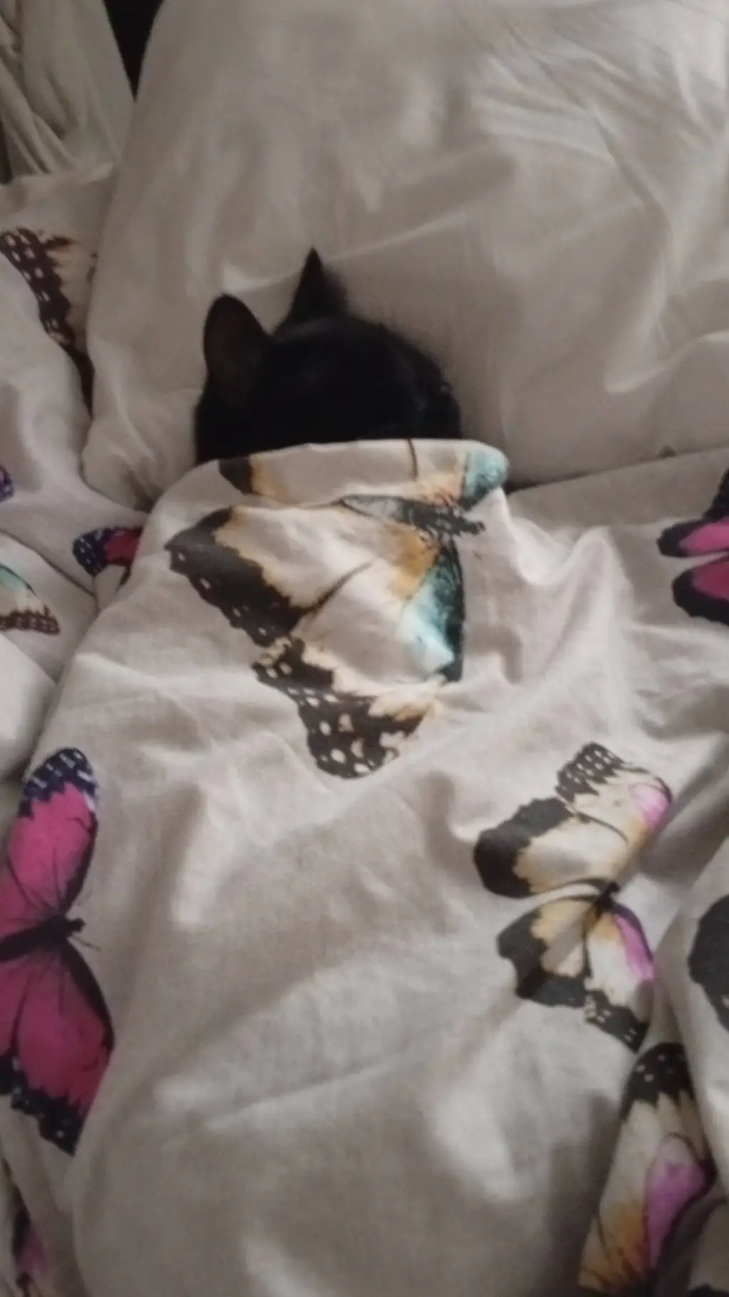 ai character: fuzzy's little bed background