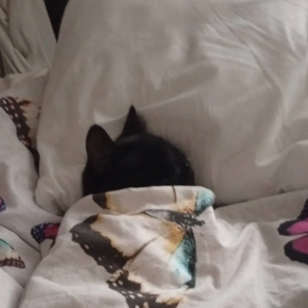 chat with ai character: fuzzy's little bed