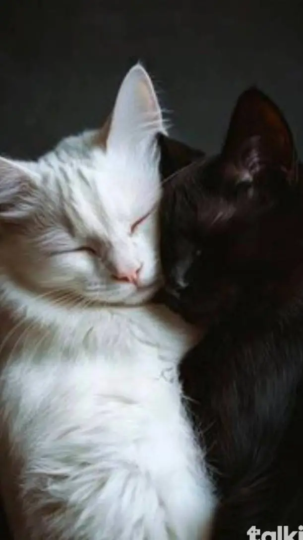 ai character: w and b sleep  background