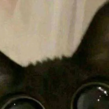 chat with ai character: possessed cat