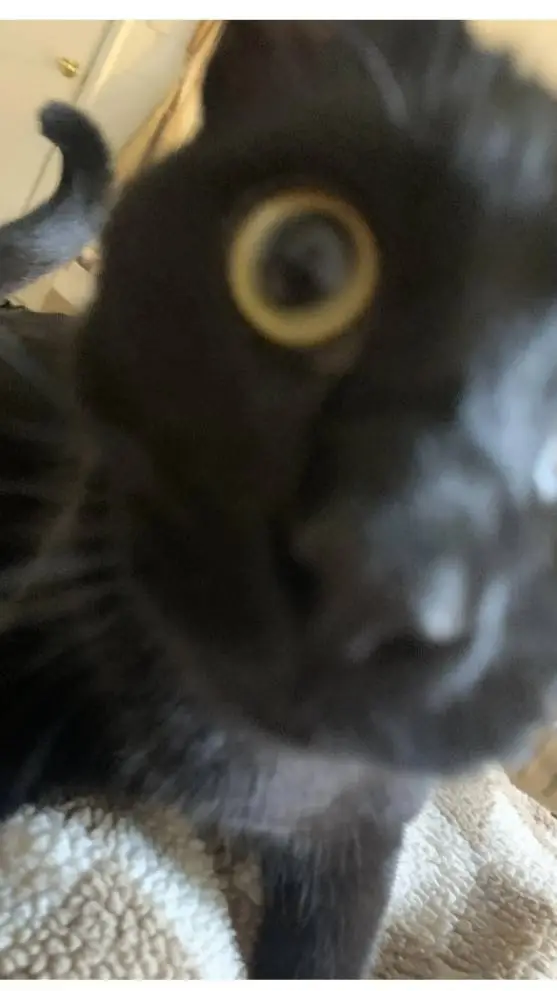 ai character: cute cat background