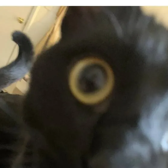 chat with ai character: cute cat