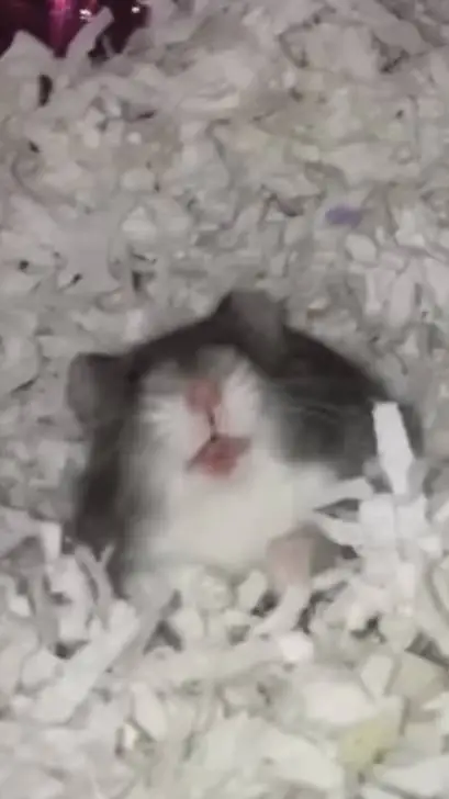 ai character: screaming hamster  background