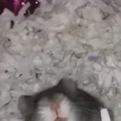 chat with ai character: screaming hamster 