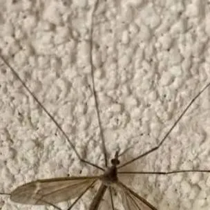 chat with ai character: crane fly