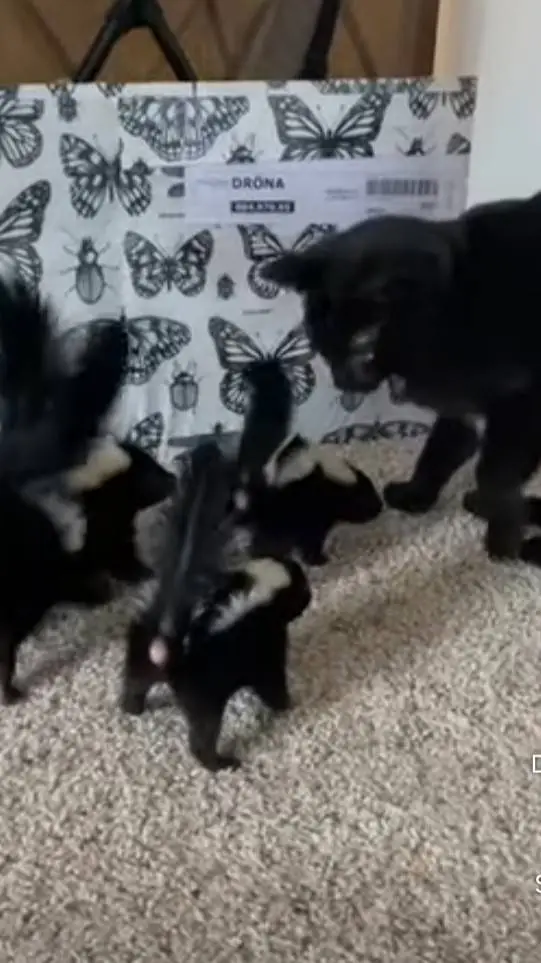 ai character: cat vs skunk background