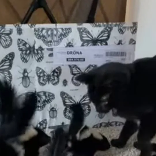 chat with ai character: cat vs skunk