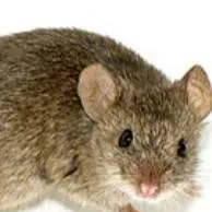 chat with ai character: screaming mouse