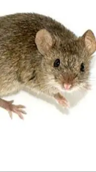 ai character: screaming mouse background