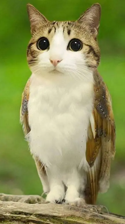 ai character: meowl background