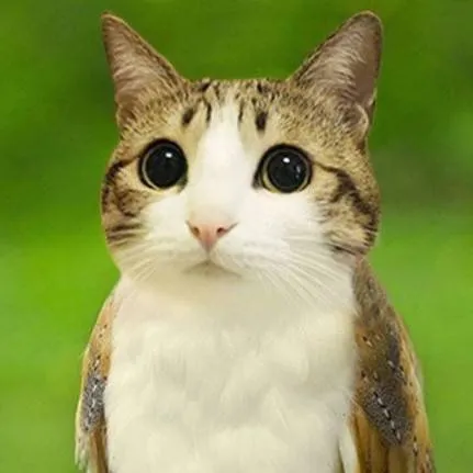 chat with ai character: meowl