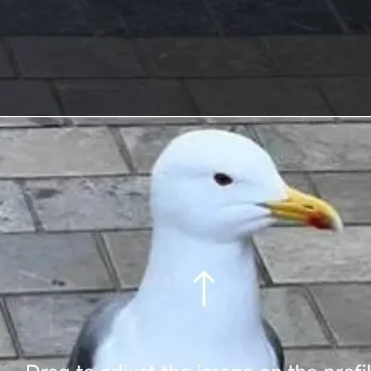 chat with ai character: Mr seagull