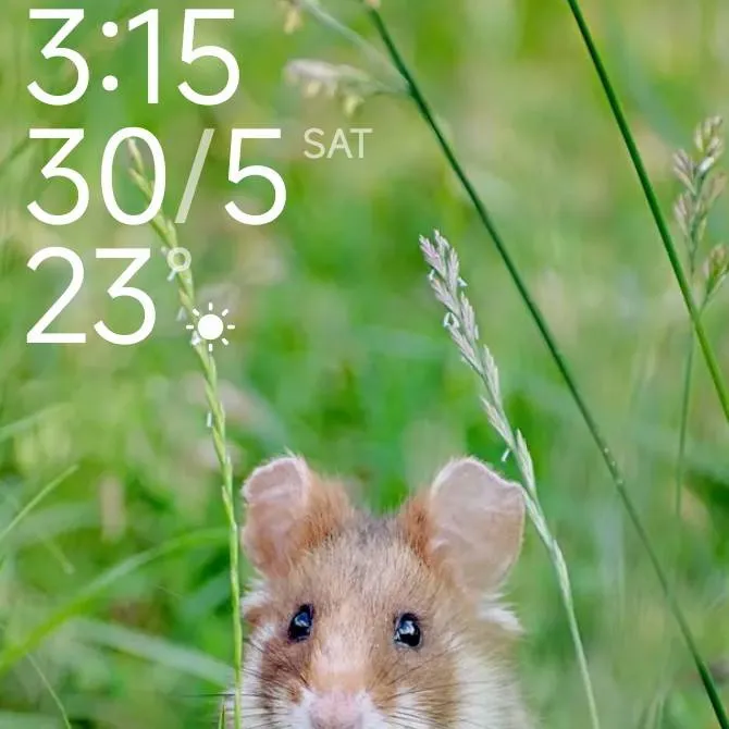 chat with ai character: hamster 