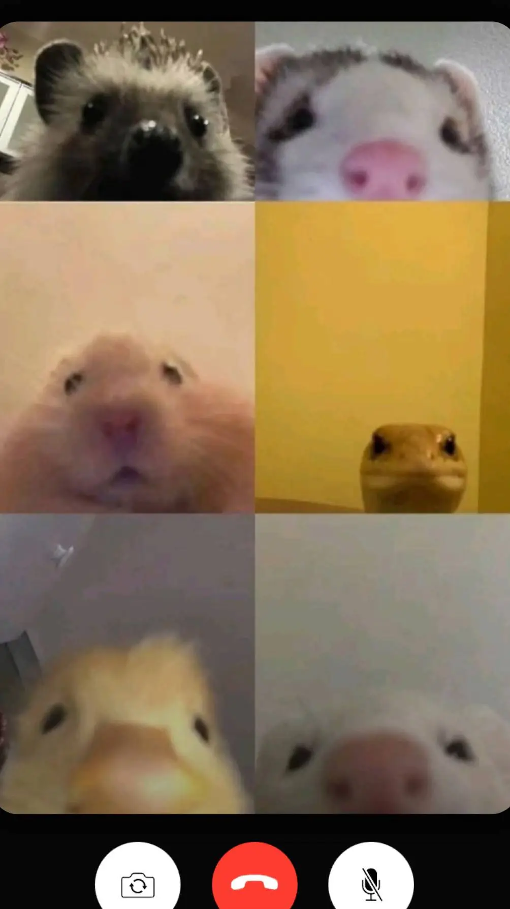ai character: pet video call background