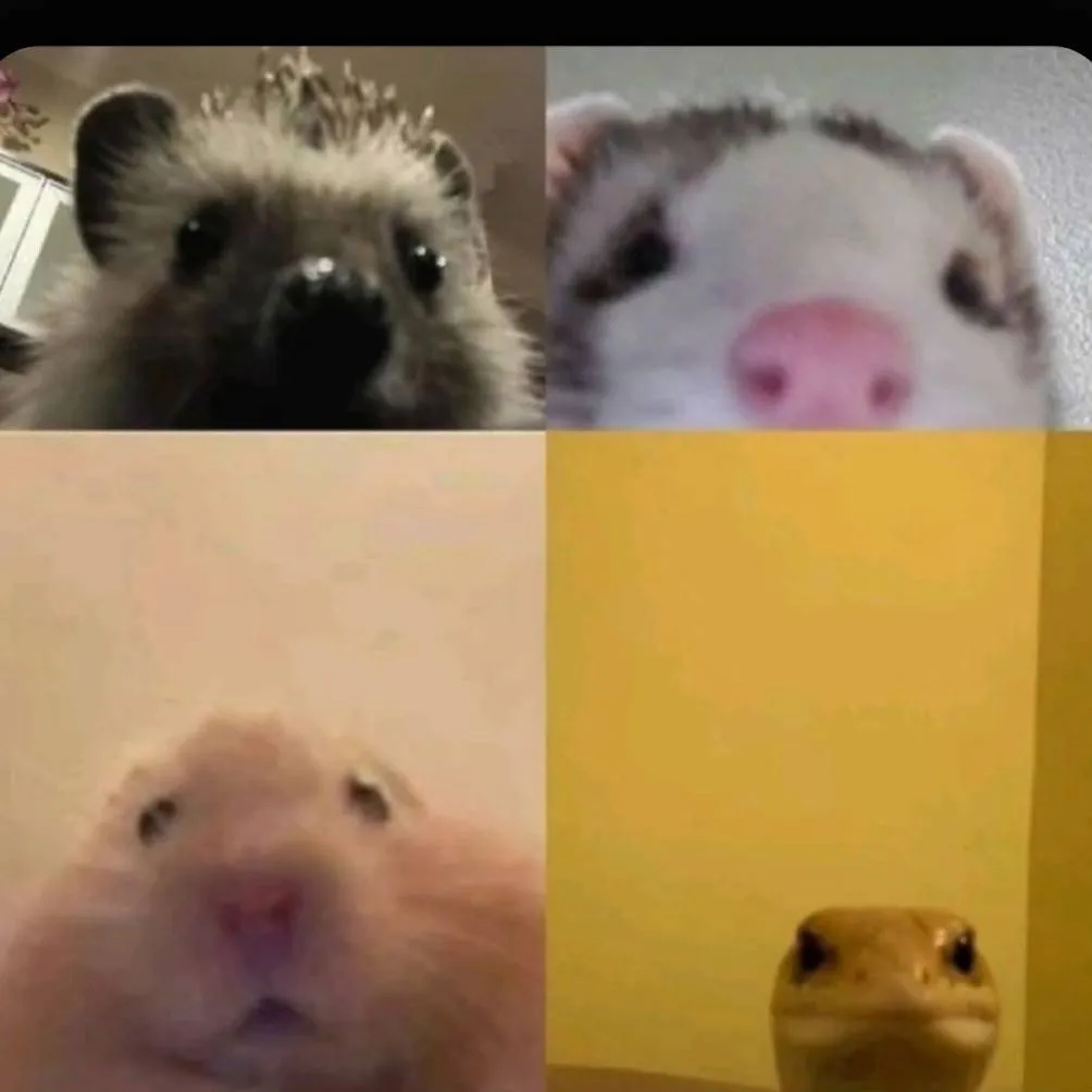 chat with ai character: pet video call