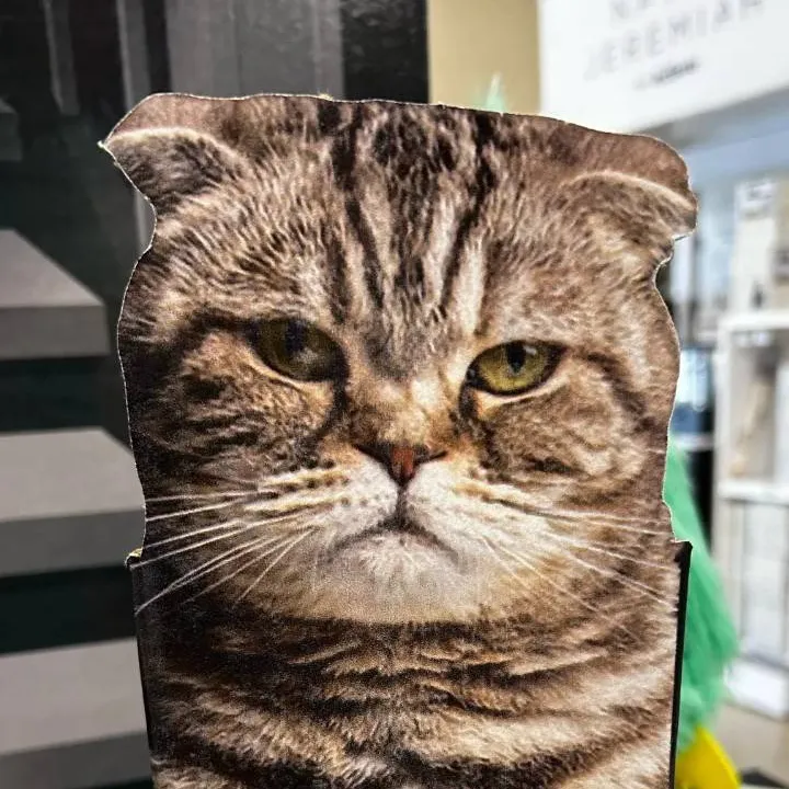 chat with ai character: cardboard cat