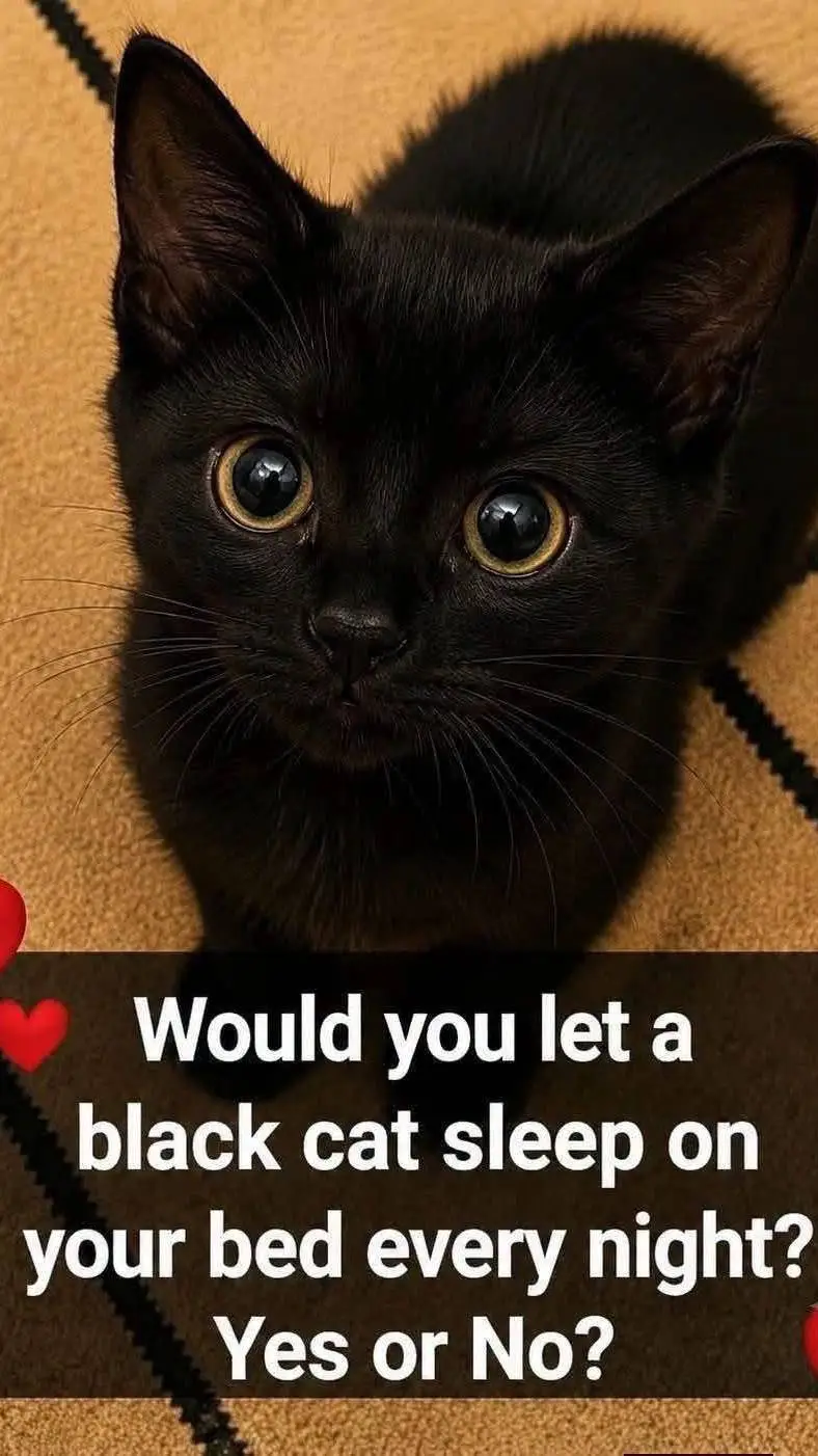 ai character: super cute cat background