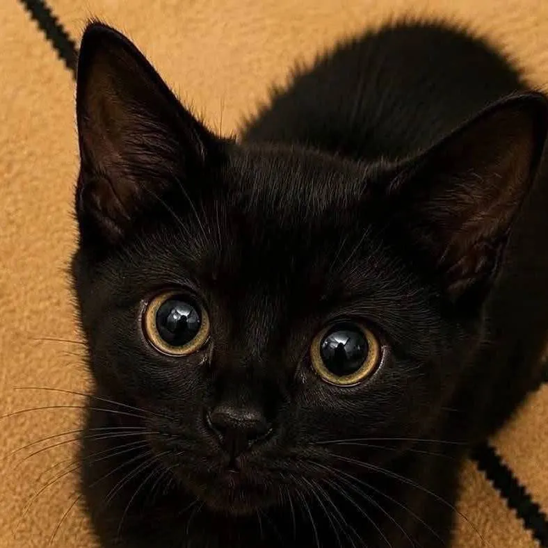 chat with ai character: super cute cat