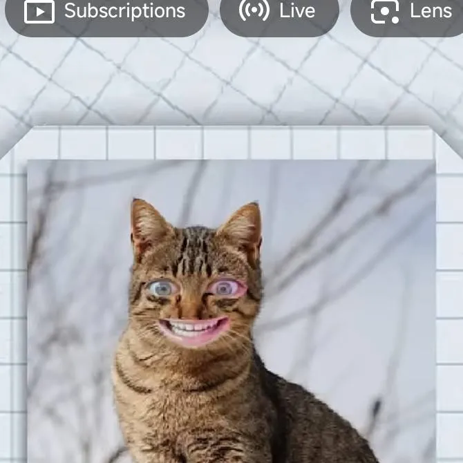 chat with ai character: crazy cat