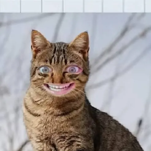 chat with ai character: crazy cat