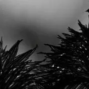 chat with ai character: Luna