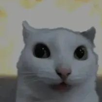 chat with ai character: guilty cat lol
