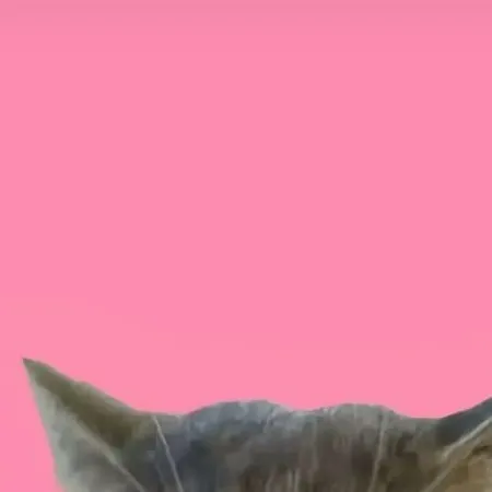 chat with ai character: gatitos lindos👄💅😘