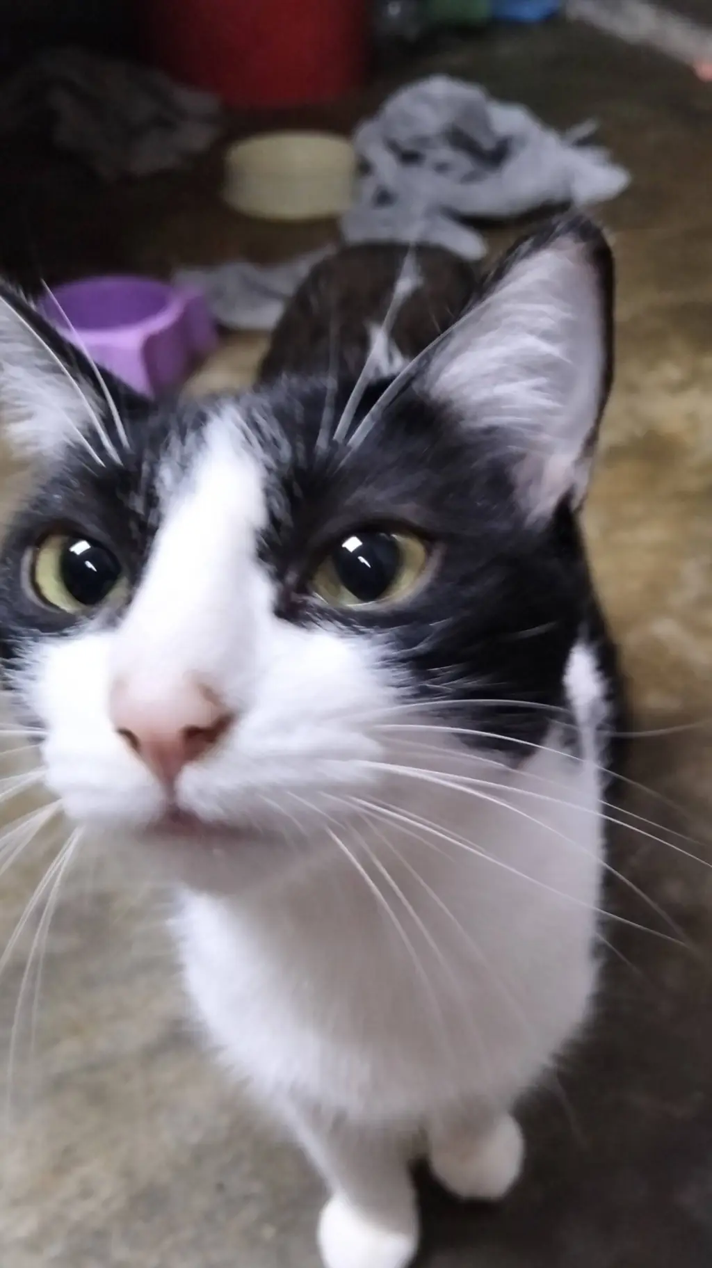 ai character: cerveza mi cat? background