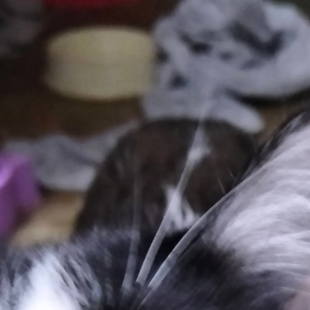 chat with ai character: cerveza mi cat?