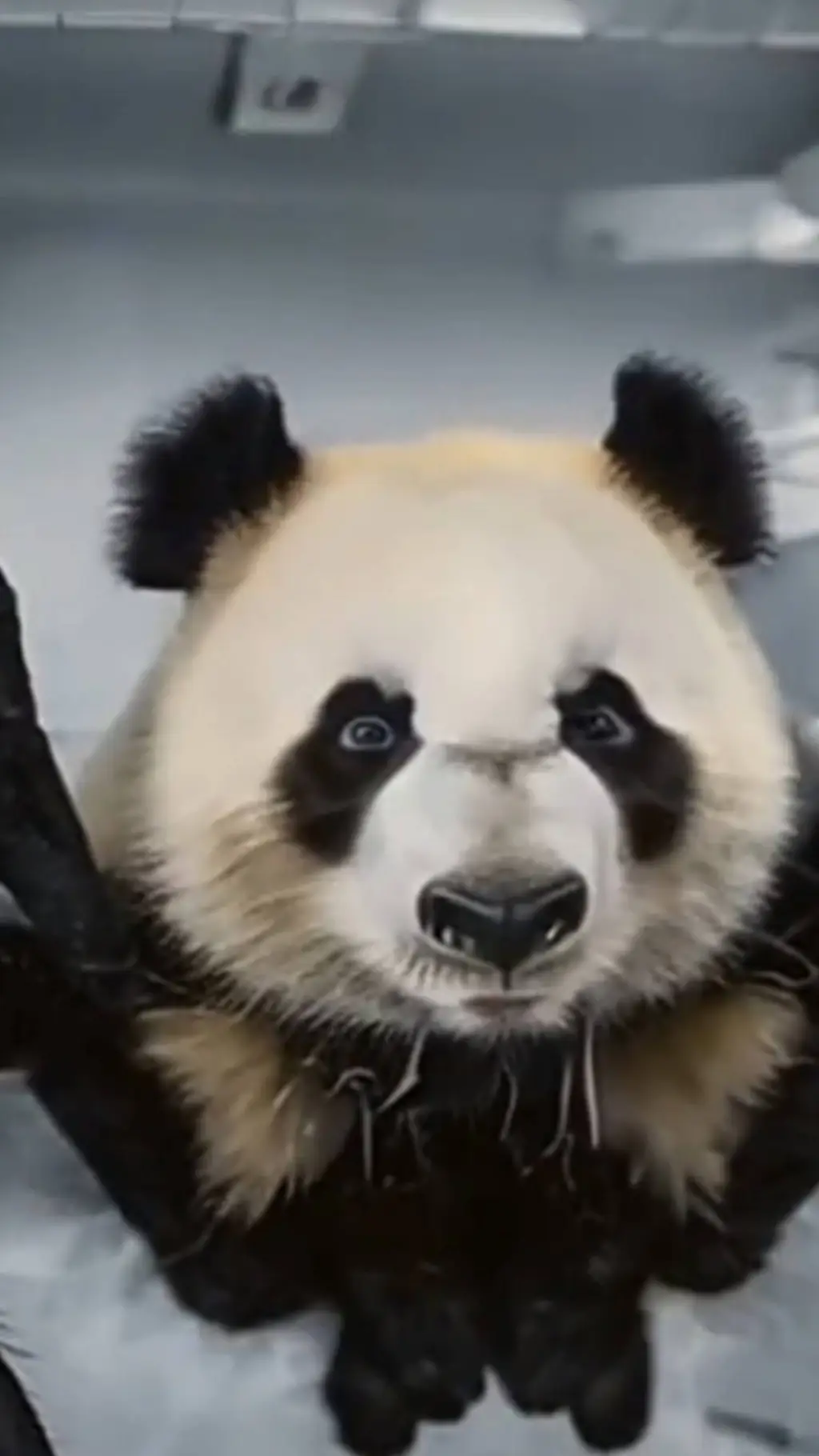 ai character: Spider panda background