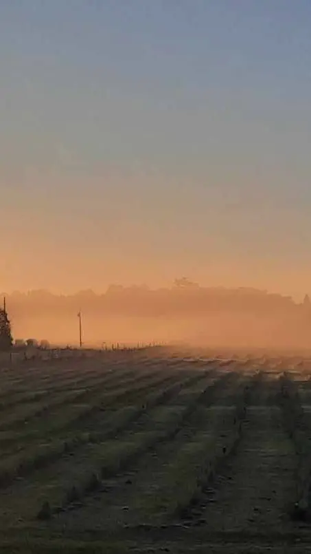 ai character: ~URLOCALBESTI~ background