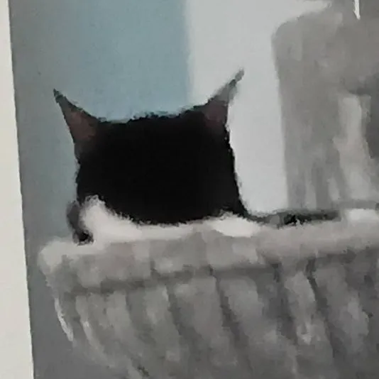 chat with ai character: 🖤💜💙mes chats💙💜🖤
