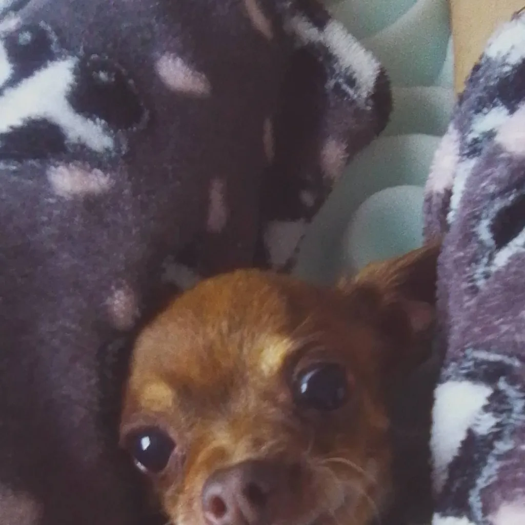 chat with ai character: EH VUELTO🤑