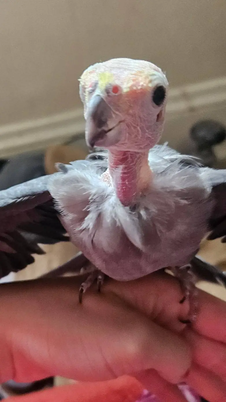 ai character: Vulture cockatiel  background