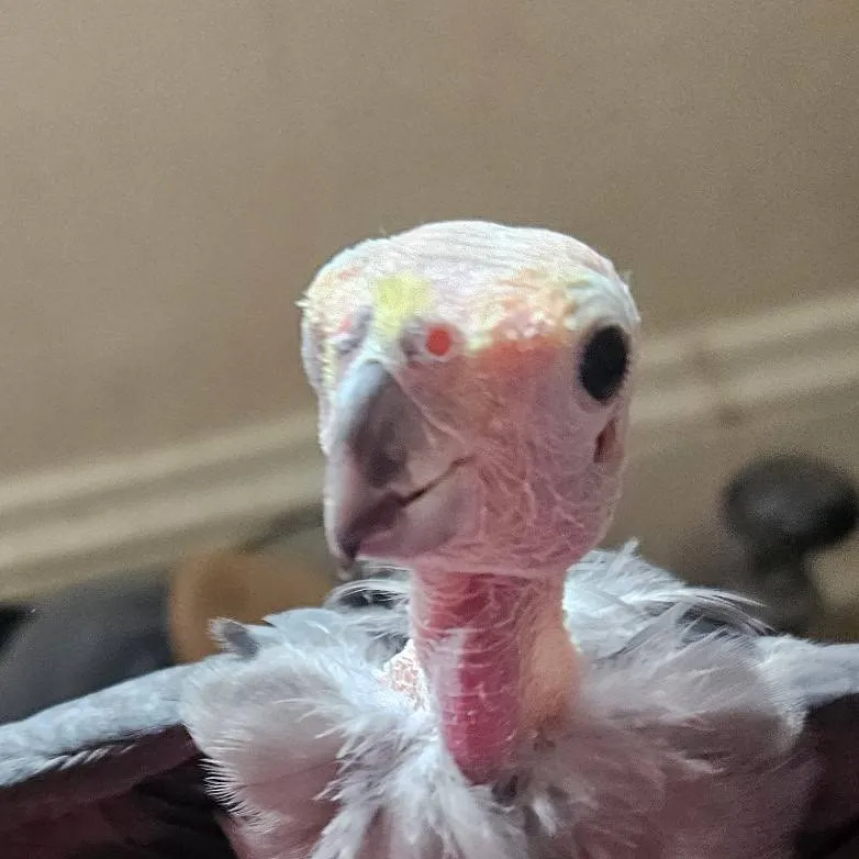 chat with ai character: Vulture cockatiel 